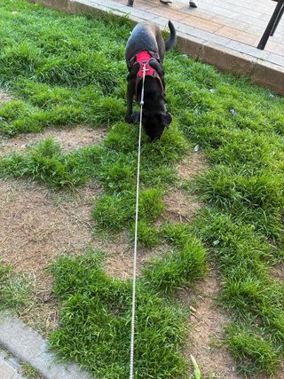 Cuidadora de animales responsable Guadalajara