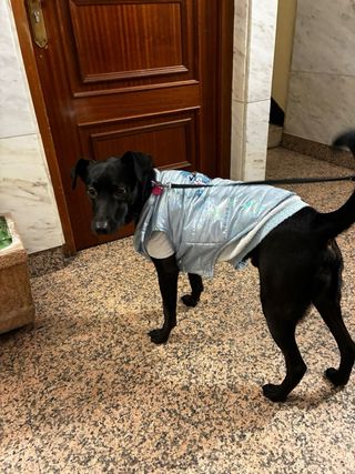 Cuidadora de animales responsable Guadalajara