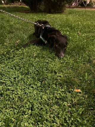 Cuidadora de animales responsable Guadalajara