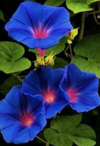 Buscar trabajo Córdoba o pueblo interna