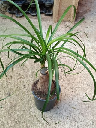 Nolina Planta Pata de elefante 40 cm Ø14