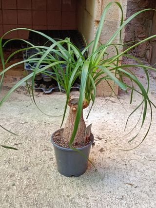 Nolina Planta Pata de elefante 40 cm Ø14