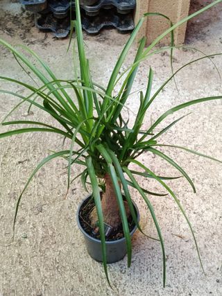 Nolina Planta Pata de elefante 40 cm Ø14