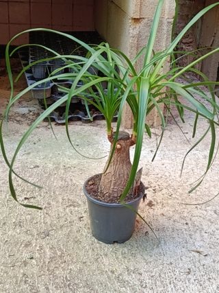 Nolina Planta Pata de elefante 40 cm Ø14