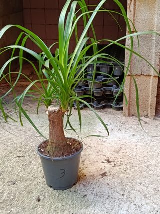 Nolina Planta Pata de elefante 40 cm Ø14 - n3