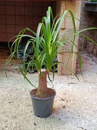Nolina Planta Pata de elefante 40 cm Ø14 - n3