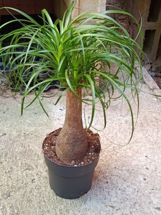 Nolina Planta Pata de elefante 60-70 cm altura