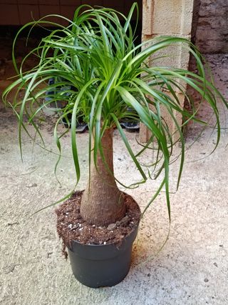 Nolina Planta Pata de elefante 60-70 cm altura