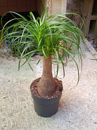 Nolina Planta Pata de elefante 60-70 cm altura