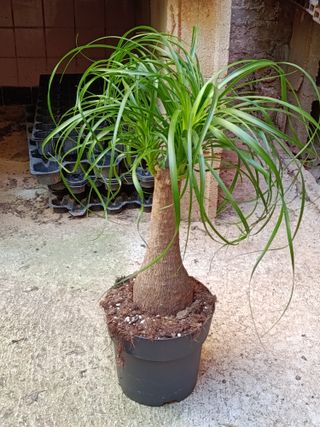 Nolina Planta Pata de elefante 60-70 cm altura