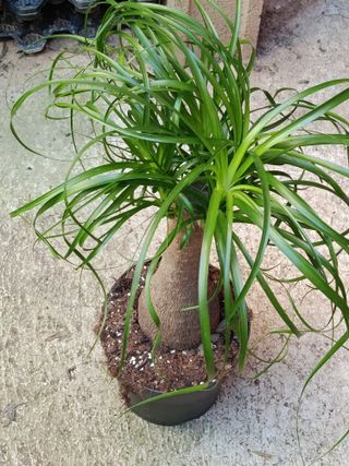 Nolina Planta Pata de elefante 60-70 cm altura