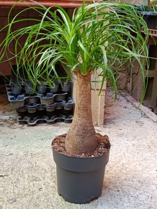 Nolina Planta Pata de elefante 60-70 cm altura