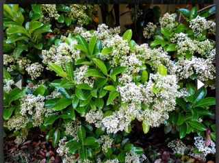Viburnum Lucidum (Durillo) laurel salvaje