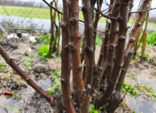 Lote árboles raíz desnuda