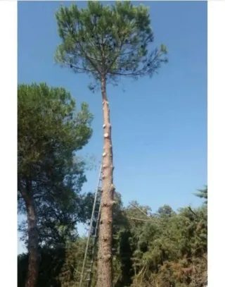 Jardinero profesional