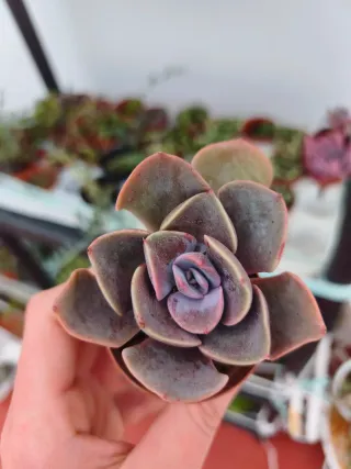 Echeveria