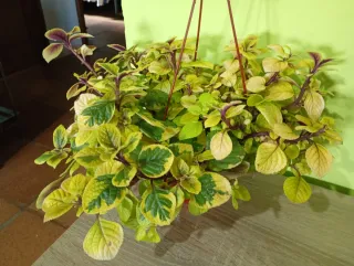 Planta del Dinero 'Variegada'