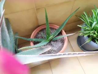 2 Macetas Aloe Vera