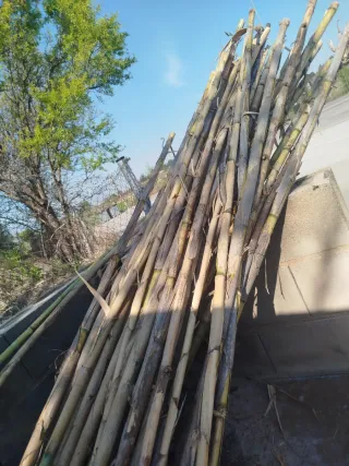 Cañas para tomateras y otros usos