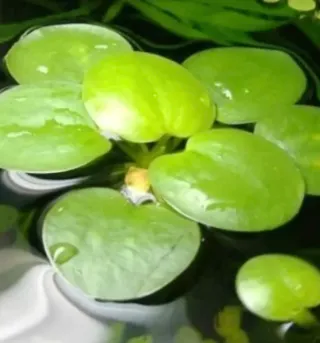 Limnobium - Planta para estanque