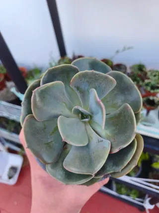 Echeveria dusty rose