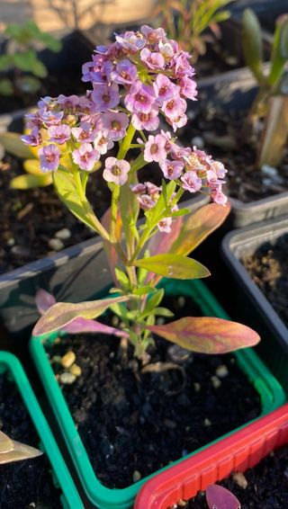 Planta Lobularia Marítima ( Aliso de mar ) morado.