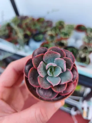Echeveria Raindrop