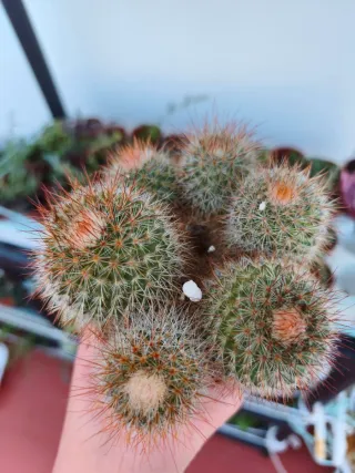 Suculentas y cactus