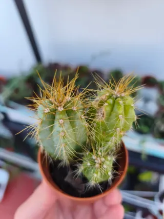Suculentas y cactus
