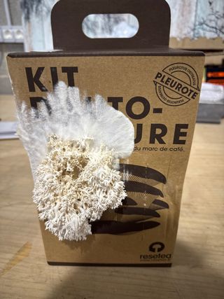 Kit Cultivo Setas Pleurotus