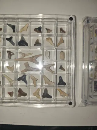 2 Scatole in Metacrilato con Denti Fossili e Conchiglie
