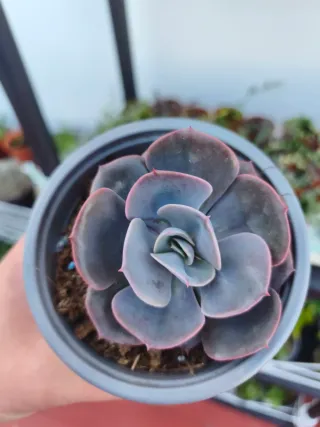 Echeveria dusty rose