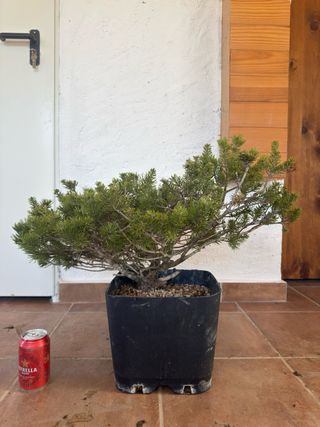 Bonsái Pino Rojo