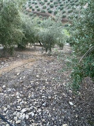 Terreno en venta en Priego de Córdoba