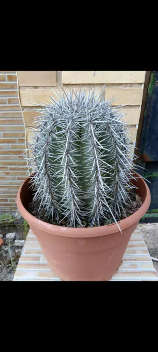 Cactus SAGUARO