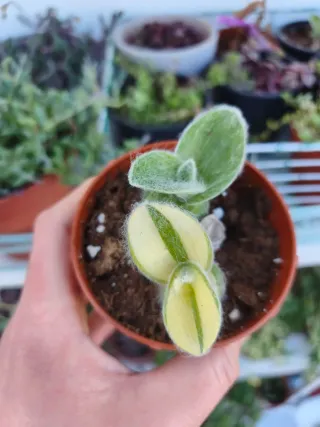 Tradescantia sillamontana variegata