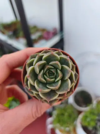 Echeveria