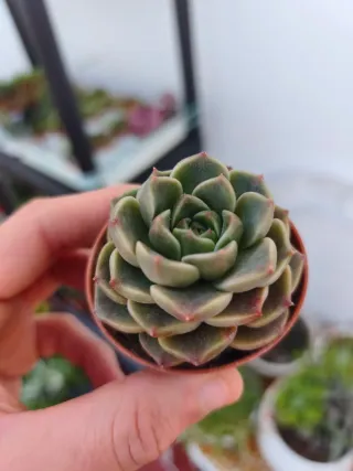Echeveria