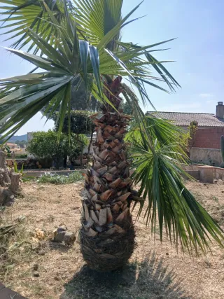 Palmera decorativa