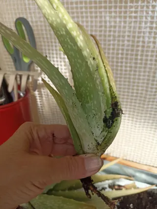 Esquejes de Aloe Vera