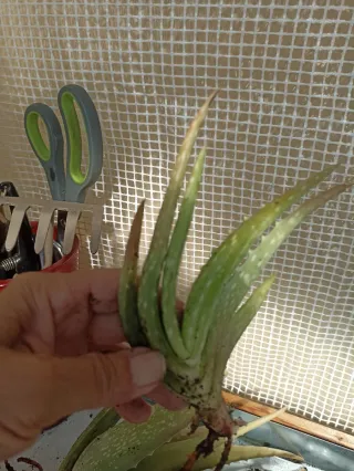 Esquejes de Aloe Vera