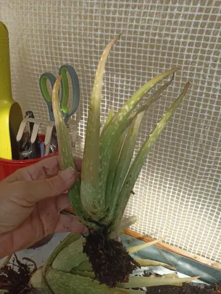 Esquejes de Aloe Vera