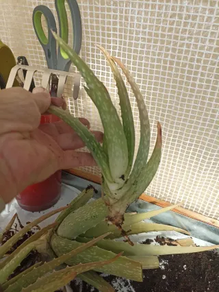 Esquejes de Aloe Vera