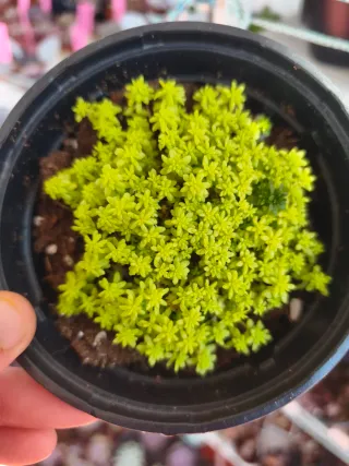 Sedum tokio