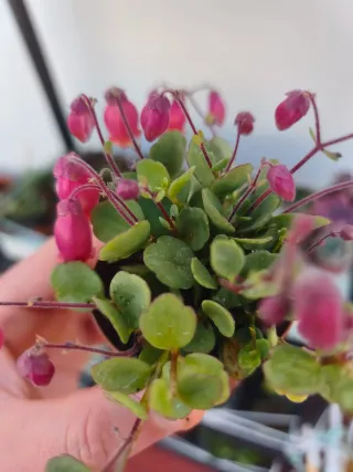 Kalanchoe