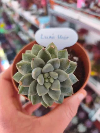 Sedeveria lilac misty