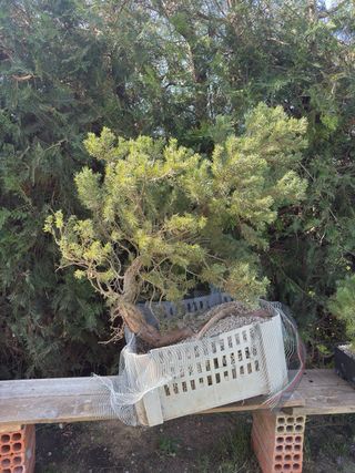 Bonsái Pino Rojo Grande