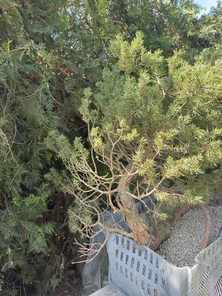 Bonsái Pino Rojo Grande