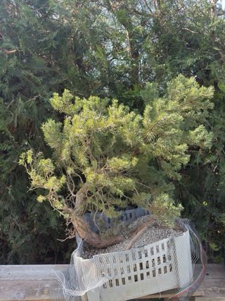 Bonsái Pino Rojo Grande