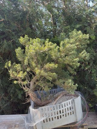 Bonsái Pino Rojo Grande